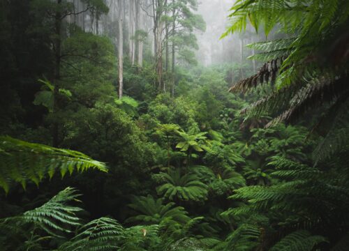 Dense temperate rainforest with towering tree ferns, lush green canopy, and tall trees fading into misty fog.